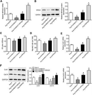 LncRNA Nuclear-Enriched Abundant Transcript 1 Regulates Atrial Fibrosis via the miR-320/NPAS2 Axis in Atrial Fibrillation